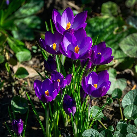 Crocus 'Ruby Giant'